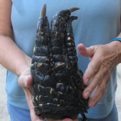Preserved Alligator Foot 8-3/4 inches 