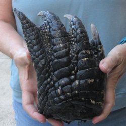 Preserved Alligator Foot 8-1/4 inches 
