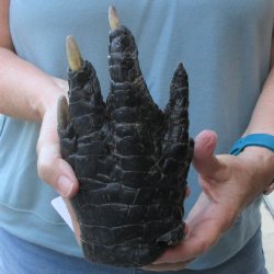 Preserved Alligator Foot 8 inches 