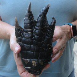 Preserved Alligator Foot 7-1/2 inches 