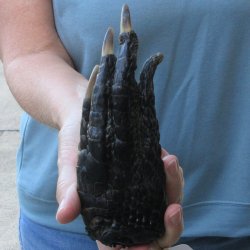 Preserved Alligator Foot 7 inches 