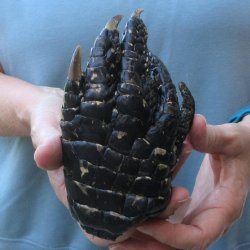 Preserved Alligator Foot 6-1/4 inches 