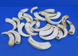 Bulk Authentic African Warthog Tusks & Ivory (2 lbs) - $90
