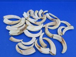 Bulk Authentic African Warthog Tusks & Ivory (2 lbs) - $90