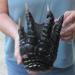 Preserved Alligator Foot 8-1/2 inches 