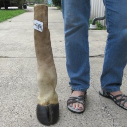 B-Grade 22" Giraffe Foot Mount 