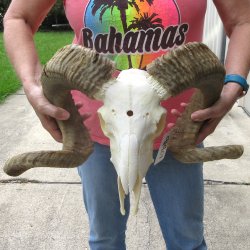 B-Grade African Merino Ram/Sheep Skull with 28" Horns 