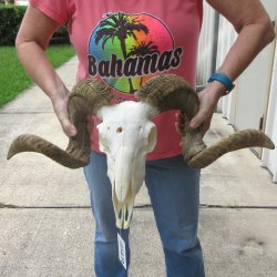 B-Grade African Merino Ram/Sheep Skull with 30" Horns 