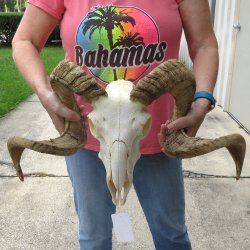 African Merino Ram/Sheep Skull with 34" Horns