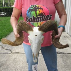 B-Grade African Merino Ram/Sheep Skull with 25" Horns 
