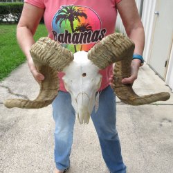 B-Grade African Merino Ram/Sheep Skull with 30" Horns 