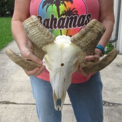B-Grade African Merino Ram/Sheep Skull with 29" Horns 