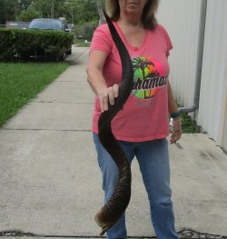 46" Kudu Horn  (NO POST OFFICE (USPS) SHIPPING!!) 