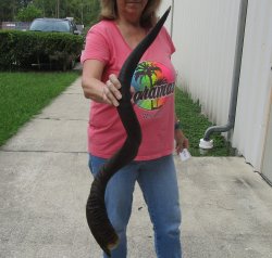 45" Kudu Horn  (NO POST OFFICE (USPS) SHIPPING!!) 