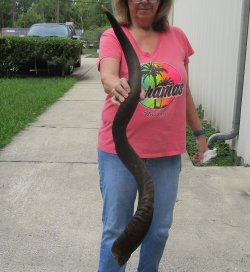45" Kudu Horn  (NO POST OFFICE (USPS) SHIPPING!!) 