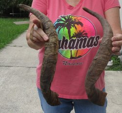 Two piece 25 and 26 inch Jumbo African Goat Horns 