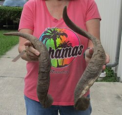  Two piece 25 and 32 inch Jumbo African Goat Horns 