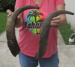  Two piece 25 and 27 inch Jumbo African Goat Horns 