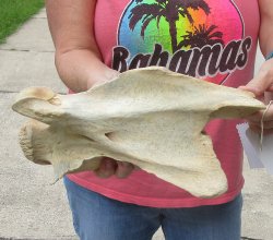 11" Authentic B-Grade Giraffe Neck Vertebra Bone - $30