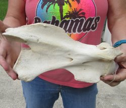 11" Authentic B-Grade Giraffe Neck Vertebra Bone - $30