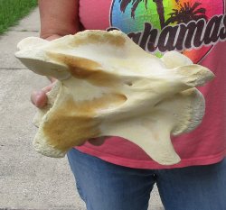 11" Authentic B-Grade Giraffe Neck Vertebra Bone - $30