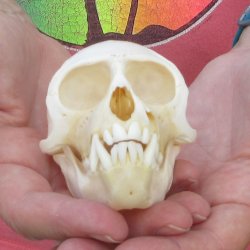 B-Grade 4" Male African Vervet Monkey Skull (CITES P-000044854)