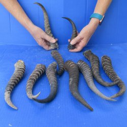 Ten piece lot of B-Grade 8" to 11" Male Springbok Horns 