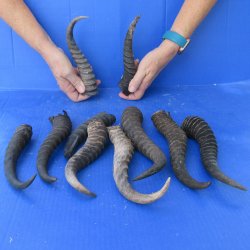 Ten piece lot of B-Grade 8" to 11" Male Springbok Horns 