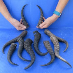 Ten piece lot of B-Grade 8" to 12" Male Springbok Horns 