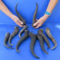 Ten piece lot of B-Grade 8" to 11" Male Springbok Horns 