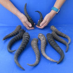Ten piece lot of B-Grade 7" to 12" Male Springbok Horns 