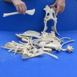 4lb Assorted Bones