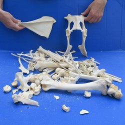 4lb Assorted Bones