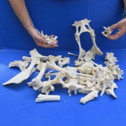 4lb Assorted Bones