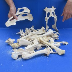 4lb Assorted Bones