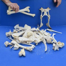 4lb Assorted Bones