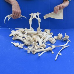 4lb Assorted Bones