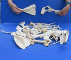 4lb Assorted Bones