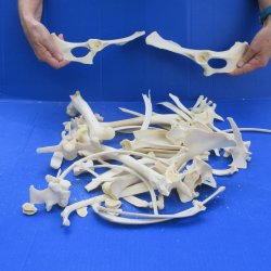 4lb Assorted Bones