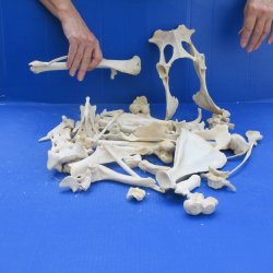 4lb Assorted Bones