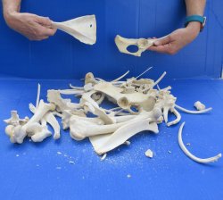 4lb Assorted Bones