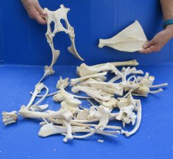 4lb Assorted Bones