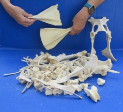 4lb Assorted Bones