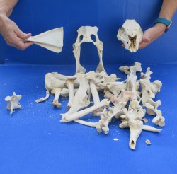 4lb Assorted Bones