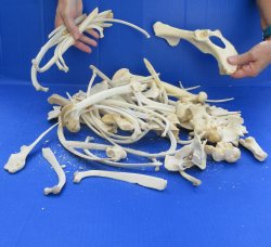 4lb Assorted Bones