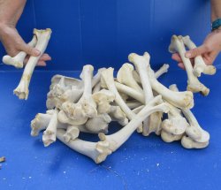 30 Deer Leg Bones 7" to 12" 