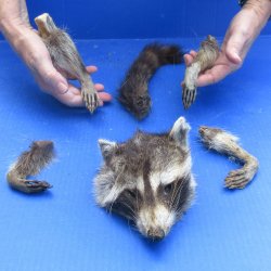 Preserved Raccoon Head with Tail and 4 Legs 