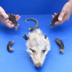 Preserved Opossum Head, Legs, & Tail