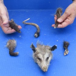 Preserved Opossum Head, Legs, & Tail