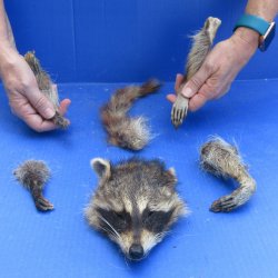 Preserved Raccoon Head with Tail and 4 Legs 